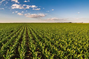 Entenda Qual É O Papel E A Importância Dos Micronutrientes Na Agricultura