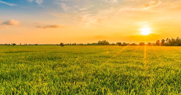 Fertilizante Potássico Para Pastagem Saiba Qual O Melhor