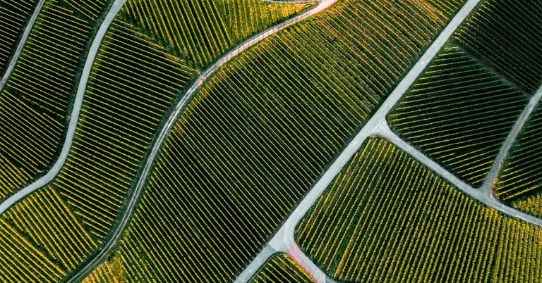 Fertilizantes Com Manganês Na Agricultura Entenda A Importância