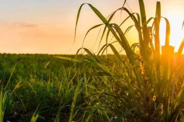 Micronutrientes Na Cana. Saiba Porque Você Deve Incluí-Los No Manejo