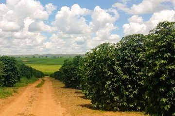 Por Que Aplicar Potássio No Café É Importante?