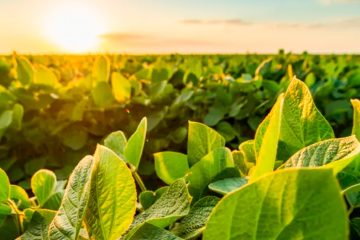 Por Que É Importante Estar Atento À Adubação Com Fósforo Na Agricultura?