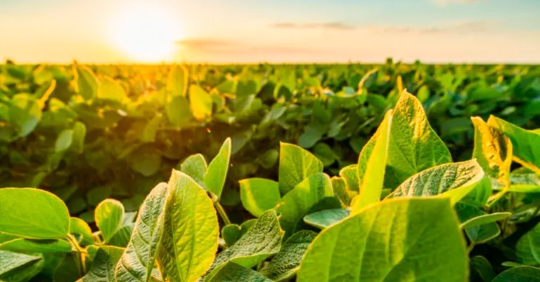 Por Que É Importante Estar Atento À Adubação Com Fósforo Na Agricultura?