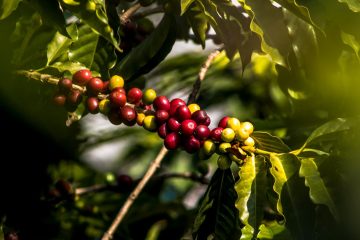 Por Que É Importante Utilizar Micronutrientes No Café?