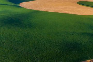 Quais São Os Principais Efeitos Da Toxicidade De Cobre Nas Plantas?