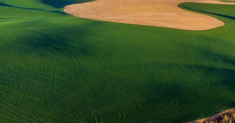 Quais São Os Principais Efeitos Da Toxicidade De Cobre Nas Plantas?