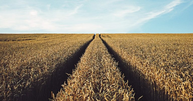 Qual A Importância Do Cobre Na Agricultura?