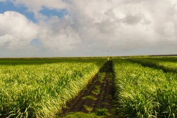 Por Que É Importante Saber Escolher O Melhor Fertilizante Para Cana