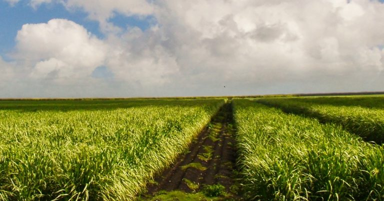 Por Que É Importante Saber Escolher O Melhor Fertilizante Para Cana