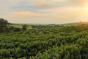 Qual O Melhor Fertilizante Potássico Para Café