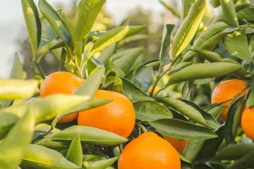 Saiba A Importância Dos Micronutrientes Nos Citros