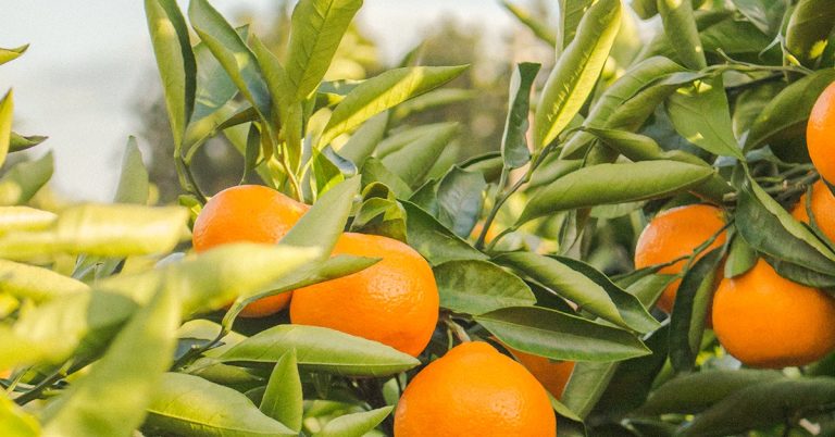 Saiba A Importância Dos Micronutrientes Nos Citros