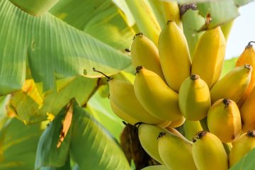 Saiba Como Escolher O Melhor Fertilizante Para Banana!