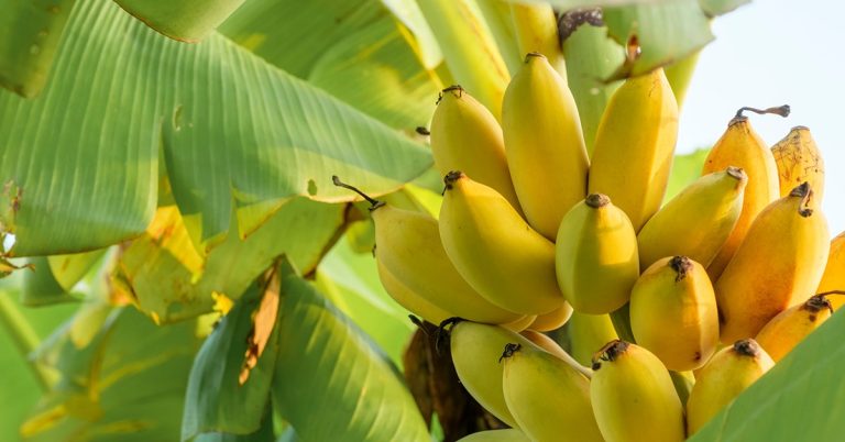 Saiba Como Escolher O Melhor Fertilizante Para Banana!