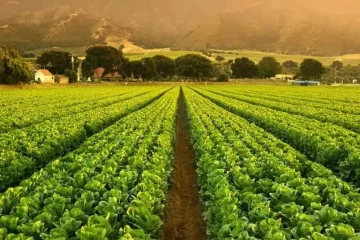 Saiba Como O K Forte® E A Garantia Estendida Da Verde Agritech São Soluções Para Um Manejo Mais Eficiente E Com Segurança Na Hora Da Compra