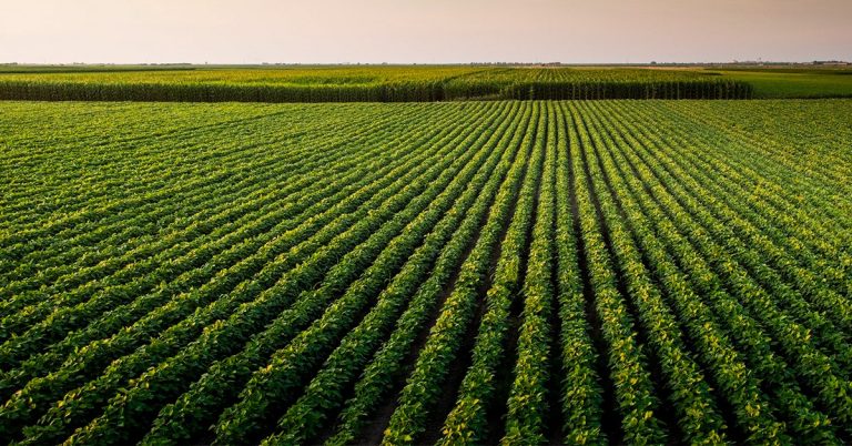 Saiba Porque Você Deve Fazer A Adubação Com Micronutrientes Na Soja