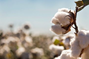 Saiba Qual O Melhor Fertilizante Potássico Para Algodão