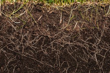 Sistema Radicular Entenda Sua Importância Para O Desenvolvimento E Nutrição Do Cafeeiro