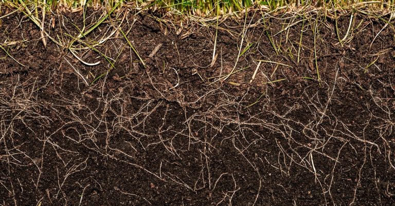 Sistema Radicular Entenda Sua Importância Para O Desenvolvimento E Nutrição Do Cafeeiro