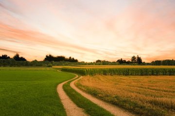 Zinco Na Agricultura: Saiba Mais Sobre As Funções Desse Nutriente Nas Plantas