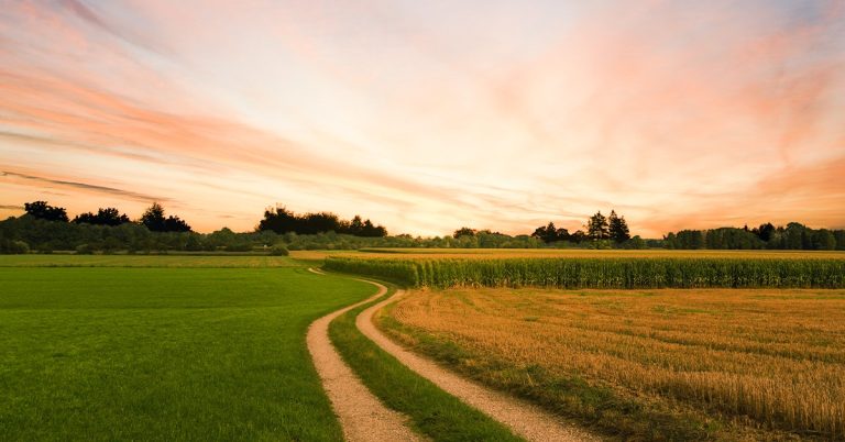 Zinco Na Agricultura: Saiba Mais Sobre As Funções Desse Nutriente Nas Plantas