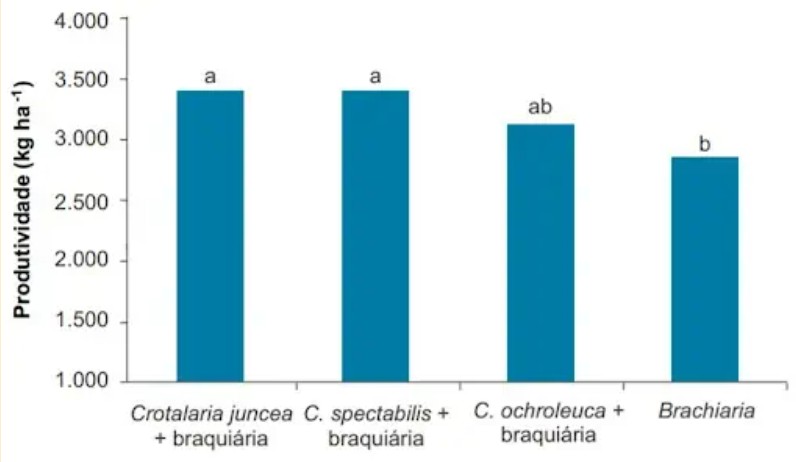 A Associação Da Crotalária Com Outras Culturas Ajuda A Aumentar A Produtividade Das Culturas Principais, Como A Da Soja