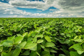 Agricultor De Sucesso De Riachão Das Neves – Ba Conseguiu Melhorar A Produtividade E Qualidade Da Soja Com O K Forte®