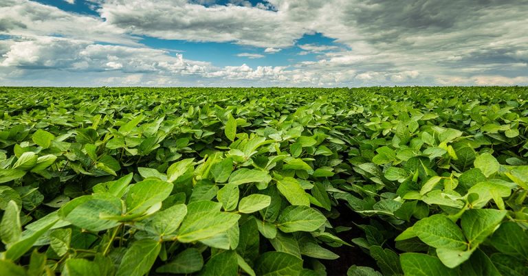 Agricultor De Sucesso De Riachão Das Neves – Ba Conseguiu Melhorar A Produtividade E Qualidade Da Soja Com O K Forte®