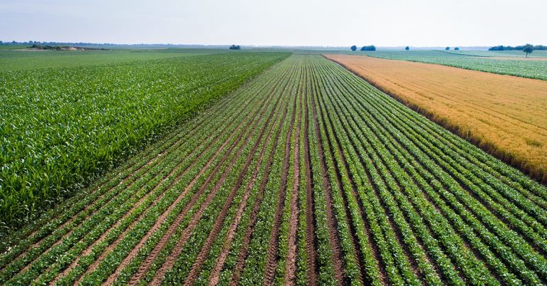 Agricultor De Sucesso De Unaí - Mg Conta Como O K Forte® O Ajudou A Superar Desafios No Manejo, Valorizando O Seu Investimento