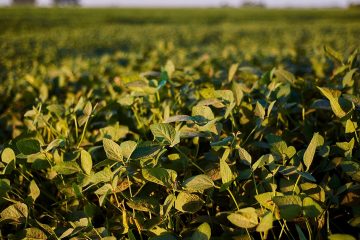 Como A Adubação Com Cobre Na Soja Auxilia Na Proteção Contra Doenças Nas Plantas?