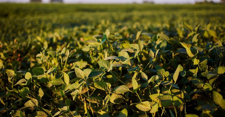 Como A Adubação Com Cobre Na Soja Auxilia Na Proteção Contra Doenças Nas Plantas?