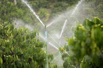 Como A Irrigação Adequada Influencia A Produtividade Do Café?