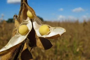 Como A Soja Será Escoada Após A Colheita Recorde No Brasil?