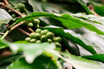 Como Descobrir A Deficiência De Cobre No Café?