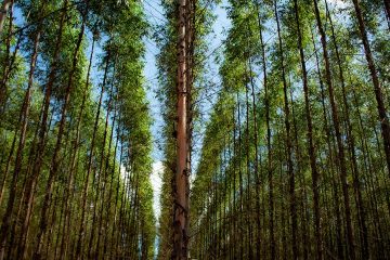 Descubra A Importância Do Boro Cobre E Zinco No Manejo Da Seca Dos Ponteiros Do Eucalipto