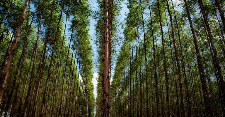 Descubra A Importância Do Boro Cobre E Zinco No Manejo Da Seca Dos Ponteiros Do Eucalipto