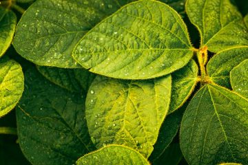 Descubra Como O Cobre Auxilia No Manejo Da Ferrugem Asiática Da Soja