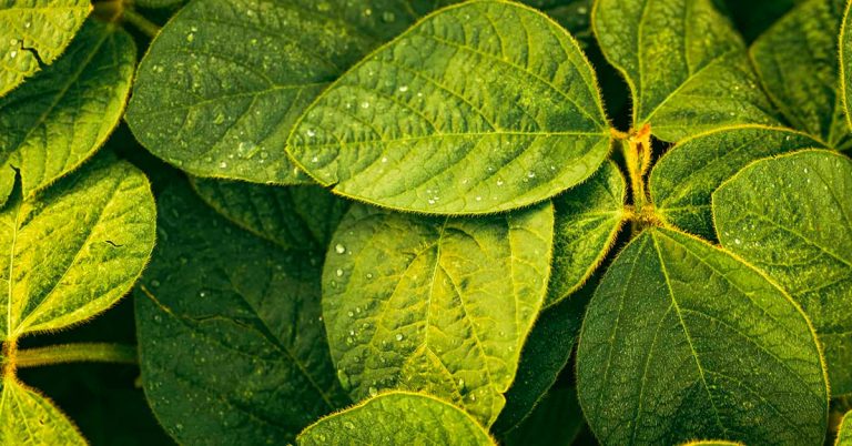 Descubra Como O Cobre Auxilia No Manejo Da Ferrugem Asiática Da Soja