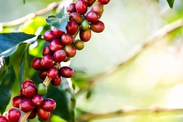 Descubra Os Três Principais Benefícios Do Cobre No Café