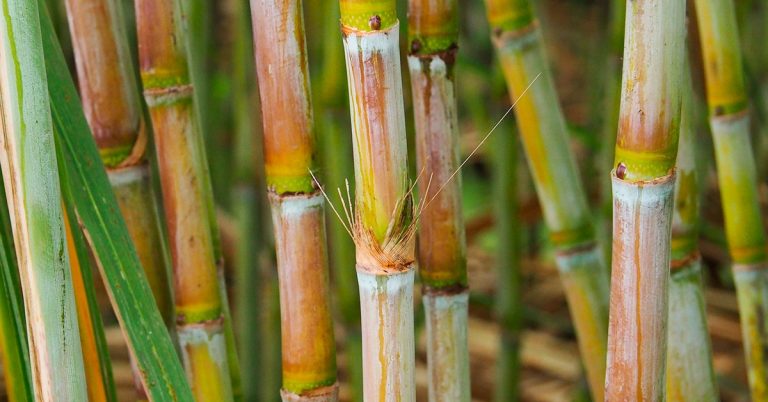 Entenda A Importância Do Manganês Na Produtividade Da Cana