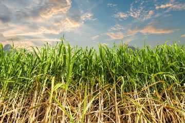 Entenda A Relação Entre Cobre E Altas Produtividades Na Cana