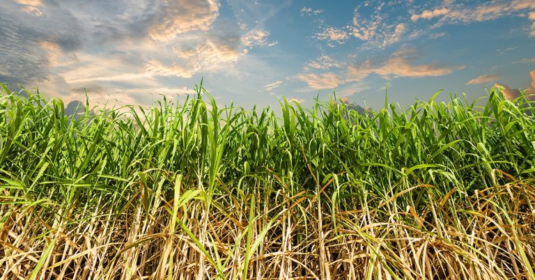 Entenda A Relação Entre Cobre E Altas Produtividades Na Cana