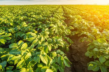 Entenda Como A Salinidade Do Solo Prejudica A Agricultura