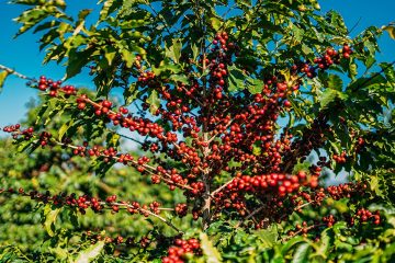 Estudo De Caso Baks Café Para Produção Em Minas Gerais