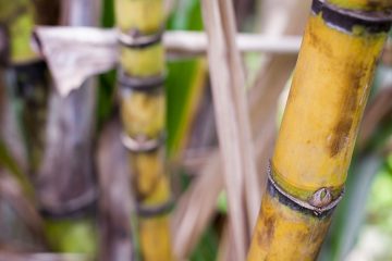 Estudo De Caso Baks Cana Planta Em Minas Gerais