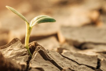 Estudo Mostra Como O Uso Do Cloreto De Potássio (Kcl) É Ineficiente Para O Aumento Da Produtividade Das Lavouras