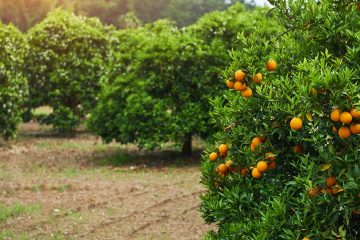 O Que A Deficiência De Cobre Em Citros Causa E Como Evitá-La? - O Que A Deficiencia De Cobre Em Citros Causa E Como Evita La