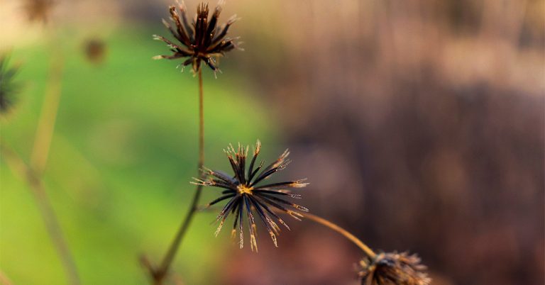 Picão-Preto: Como Esta Planta Daninha Pode Limitar A Produção De Soja