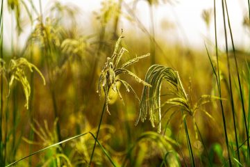 Por Que O Manejo Integrado De Plantas Daninhas (Mipd) É Importante Na Agricultura?