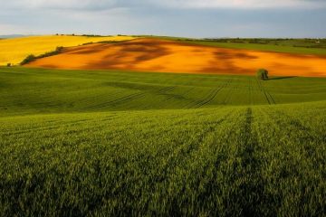 Projeção De Crescimento De 11,6% Do Pib Agropecuário Do Brasil, Apontada Pelo Ipea É Destaque Nas Notícias Agrícolas